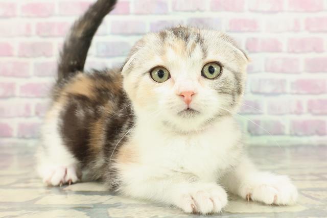 福島県のスコティッシュフォールド (Coo&RIKU郡山店/2025年12月29日生まれ/女の子/シルバーパッチドタビーホワイト)の子猫の3枚目の画像