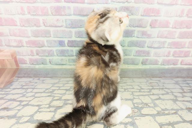 福島県のスコティッシュフォールド (Coo&RIKU郡山店/2025年12月29日生まれ/女の子/シルバーパッチドタビーホワイト)の子猫の4枚目の画像