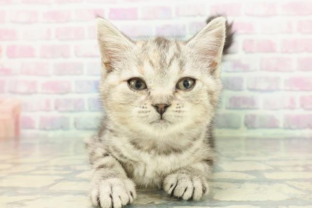 岩手県のスコティッシュフォールド (Coo&RIKU岩手盛岡店/2025年12月29日生まれ/女の子/シルバーパッチドタビー)の子猫の1枚目の画像