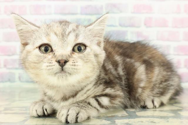 岩手県のスコティッシュフォールド (Coo&RIKU岩手盛岡店/2025年12月29日生まれ/女の子/シルバーパッチドタビー)の子猫の2枚目の画像