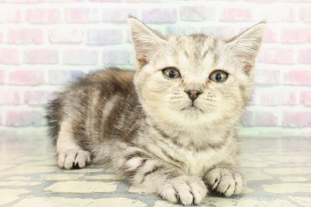 岩手県のスコティッシュフォールド (Coo&RIKU岩手盛岡店/2025年12月29日生まれ/女の子/シルバーパッチドタビー)の子猫の3枚目の画像