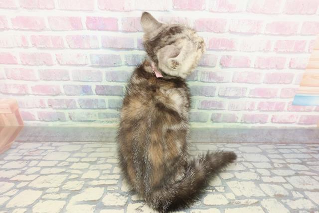 岩手県のスコティッシュフォールド (Coo&RIKU岩手盛岡店/2025年12月29日生まれ/女の子/シルバーパッチドタビー)の子猫の4枚目の画像