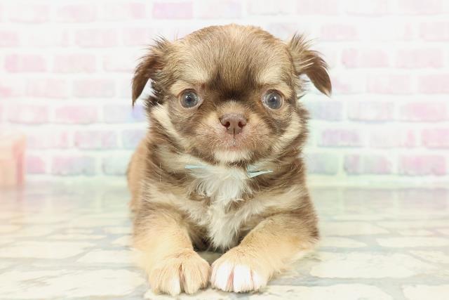 東京都のチワワ(ロング) (Coo&RIKU池袋西口店/2026年1月17日生まれ/男の子/チョコレートフォーン)の子犬の1枚目の画像