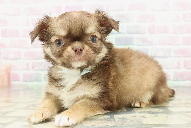 東京都のチワワ(ロング) (Coo&RIKU池袋西口店/2026年1月17日生まれ/男の子/チョコレートフォーン)の子犬の2枚目の画像