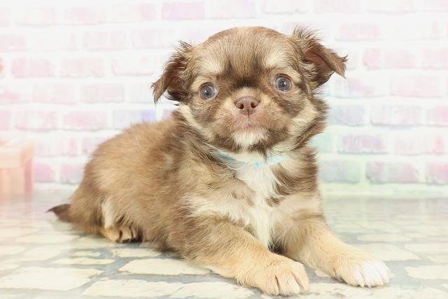 東京都のチワワ(ロング) (Coo&RIKU池袋西口店/2026年1月17日生まれ/男の子/チョコレートフォーン)の子犬の3枚目の画像