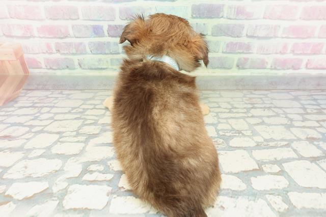 東京都のチワワ(ロング) (Coo&RIKU池袋西口店/2026年1月17日生まれ/男の子/チョコレートフォーン)の子犬の4枚目の画像