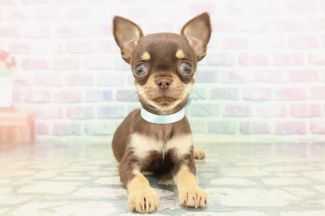 千葉県のチワワ(スムース) (Coo&RIKU東金店/2026年1月17日生まれ/男の子/チョコレートタン)の子犬の1枚目の画像