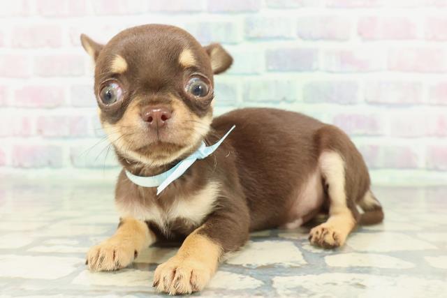 千葉県のチワワ(スムース) (Coo&RIKU東金店/2026年1月17日生まれ/男の子/チョコレートタン)の子犬の2枚目の画像