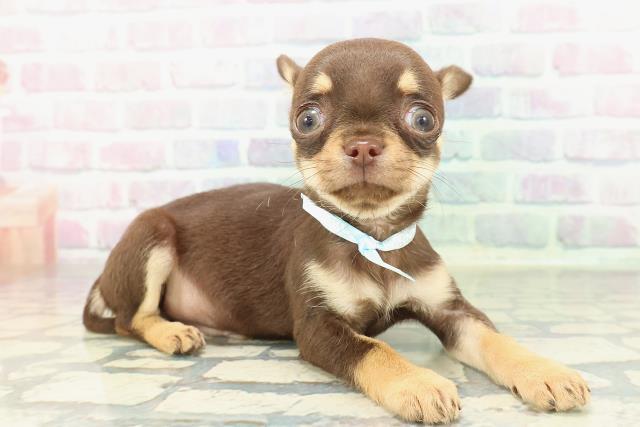 千葉県のチワワ(スムース) (Coo&RIKU東金店/2026年1月17日生まれ/男の子/チョコレートタン)の子犬の3枚目の画像