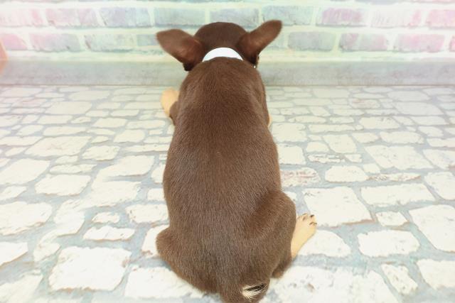 千葉県のチワワ(スムース) (Coo&RIKU東金店/2026年1月17日生まれ/男の子/チョコレートタン)の子犬の4枚目の画像