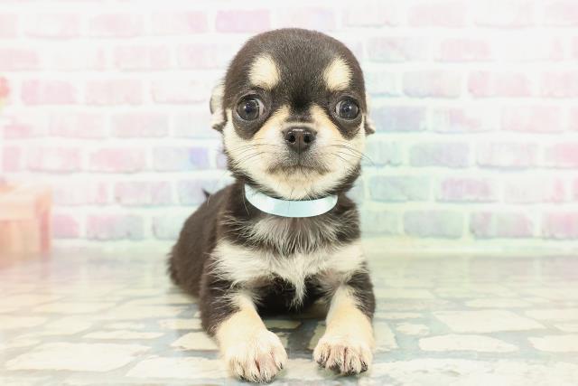 チワワ（ロングコート）