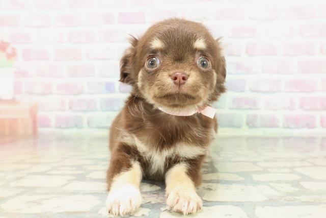 チワワ（ロングコート）