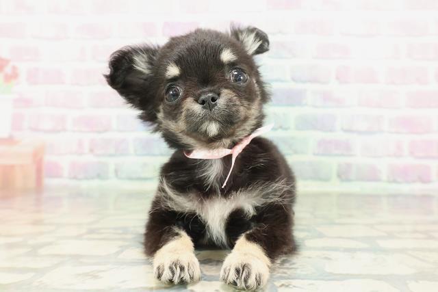 チワワ（ロングコート）