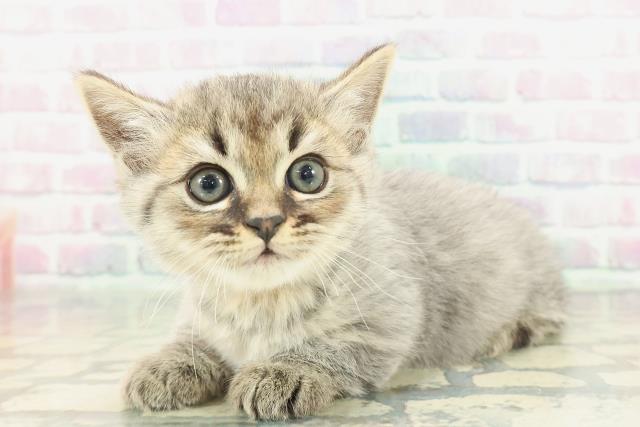 東京都のミヌエット (Coo&RIKU武蔵小山店/2026年1月19日生まれ/男の子/ブラウンタビー)の子猫の2枚目の画像