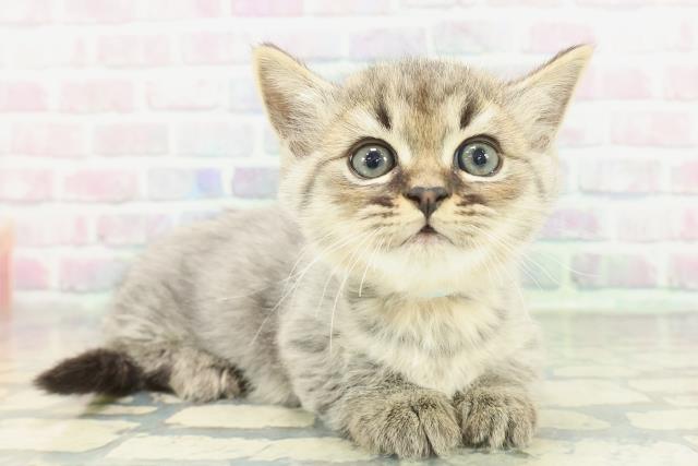 東京都のミヌエット (Coo&RIKU武蔵小山店/2026年1月19日生まれ/男の子/ブラウンタビー)の子猫の3枚目の画像