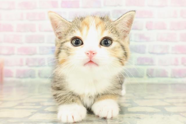 東京都のミヌエット (Coo&RIKU赤坂店/2026年1月19日生まれ/女の子/キャリコ)の子猫の1枚目の画像