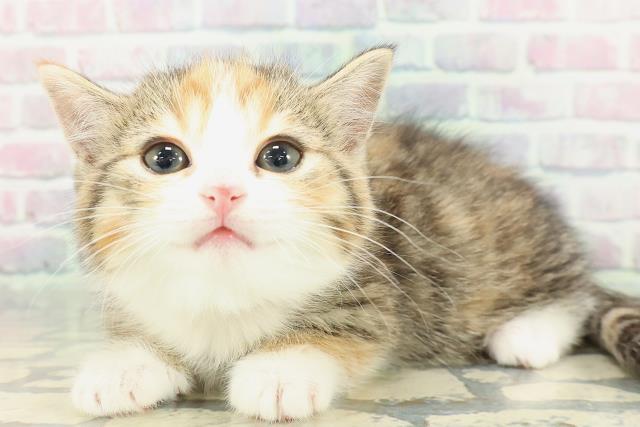 東京都のミヌエット (Coo&RIKU赤坂店/2026年1月19日生まれ/女の子/キャリコ)の子猫の2枚目の画像