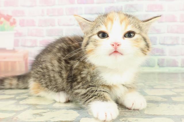 東京都のミヌエット (Coo&RIKU赤坂店/2026年1月19日生まれ/女の子/キャリコ)の子猫の3枚目の画像