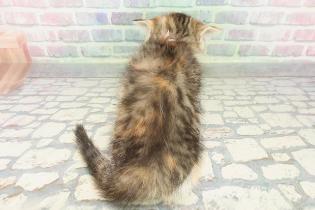 東京都のミヌエット (Coo&RIKU赤坂店/2026年1月19日生まれ/女の子/キャリコ)の子猫の4枚目の画像