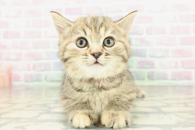 神奈川県のミヌエット (Coo&RIKU横浜青葉店/2026年1月19日生まれ/女の子/ブラウンパッチドタビー)の子猫の1枚目の画像