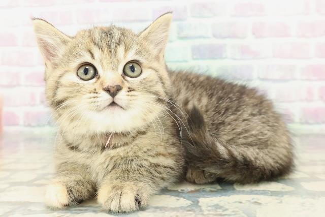 神奈川県のミヌエット (Coo&RIKU横浜青葉店/2026年1月19日生まれ/女の子/ブラウンパッチドタビー)の子猫の2枚目の画像