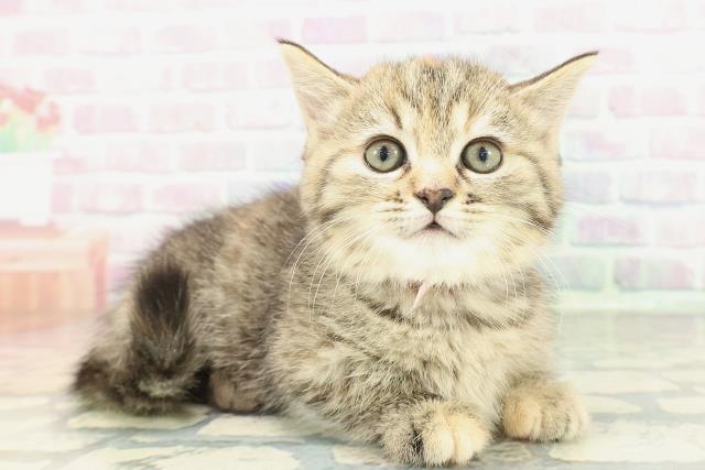 神奈川県のミヌエット (Coo&RIKU横浜青葉店/2026年1月19日生まれ/女の子/ブラウンパッチドタビー)の子猫の3枚目の画像