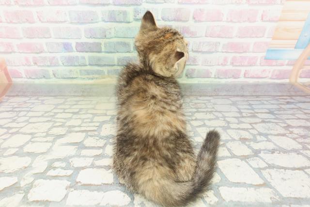 神奈川県のミヌエット (Coo&RIKU横浜青葉店/2026年1月19日生まれ/女の子/ブラウンパッチドタビー)の子猫の4枚目の画像