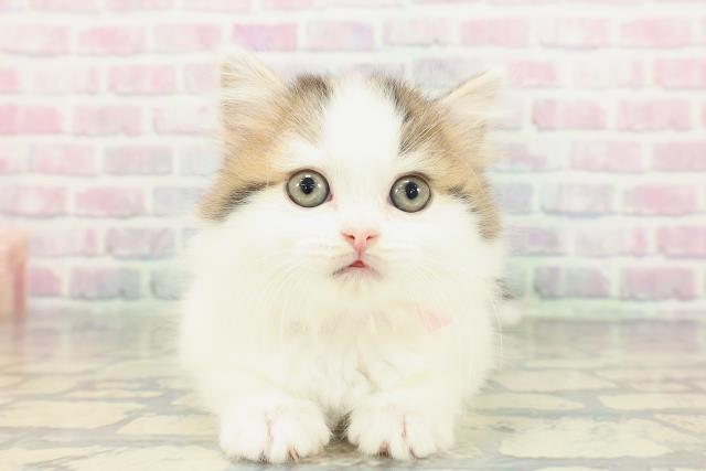 マンチカン（長足）