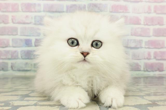 東京都のペルシャ (Coo&RIKU赤坂店/2026年1月15日生まれ/男の子/チンチラシルバー)の子猫