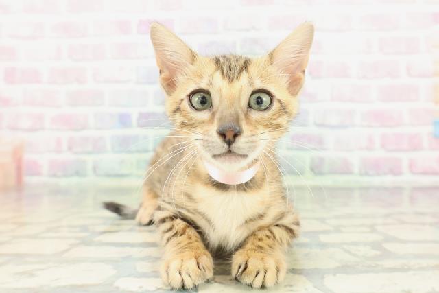 東京都のベンガル (Coo&RIKU吉祥寺店/2026年1月15日生まれ/女の子/ブラウンスポットタビー)の子猫