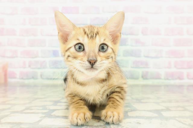 東京都のベンガル (Coo&RIKU下北沢店/2026年1月15日生まれ/女の子/ブラウンスポットタビー)の子猫