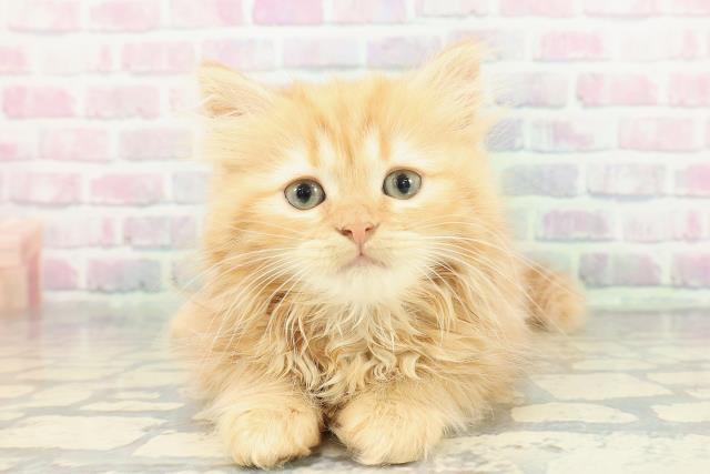 沖縄県のマンチカン (Coo&RIKUイーアス沖縄豊崎店/2026年1月19日生まれ/女の子/レッドタビー)の子猫の1枚目の画像