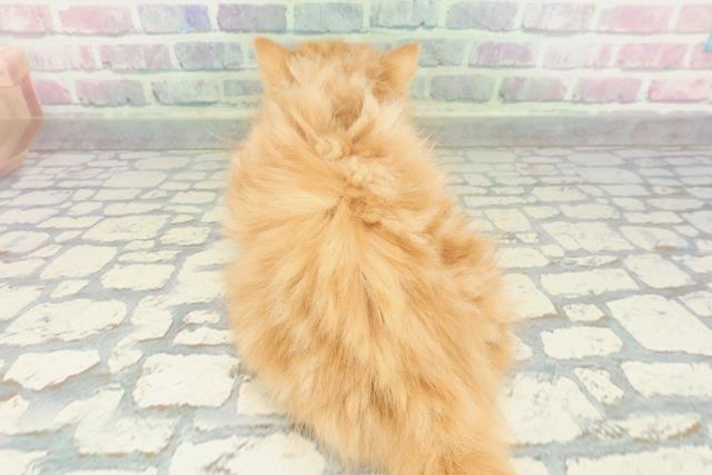 沖縄県のマンチカン (Coo&RIKUイーアス沖縄豊崎店/2026年1月19日生まれ/女の子/レッドタビー)の子猫の4枚目の画像