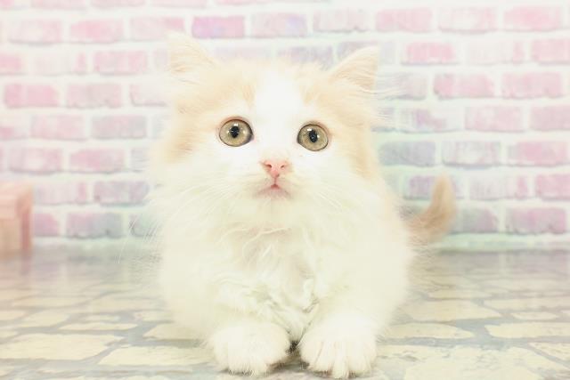 埼玉県のマンチカン (Coo&RIKU桶川店/2026年1月19日生まれ/女の子/クリームタビーホワイト)の子猫