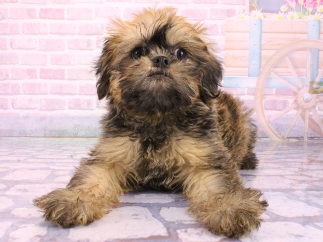 大阪府のブリュッセルグリフォン (Coo&RIKU松原店/2026年1月6日生まれ/男の子/レッド)の子犬の1枚目の画像