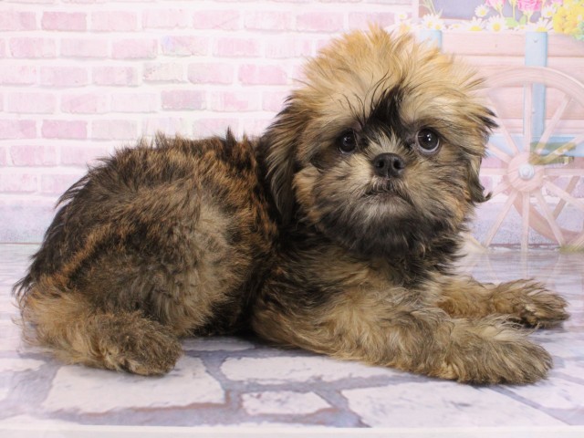 大阪府のブリュッセルグリフォン (Coo&RIKU松原店/2026年1月6日生まれ/男の子/レッド)の子犬の2枚目の画像