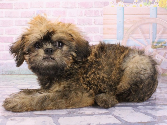 大阪府のブリュッセルグリフォン (Coo&RIKU松原店/2026年1月6日生まれ/男の子/レッド)の子犬の3枚目の画像