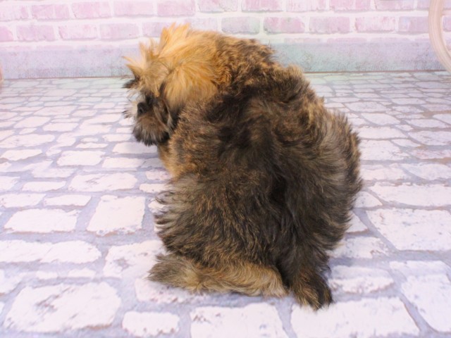 大阪府のブリュッセルグリフォン (Coo&RIKU松原店/2026年1月6日生まれ/男の子/レッド)の子犬の4枚目の画像