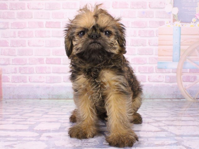 兵庫県のブリュッセルグリフォン (Coo&RIKU姫路店/2026年1月6日生まれ/男の子/レッド)の子犬の1枚目の画像