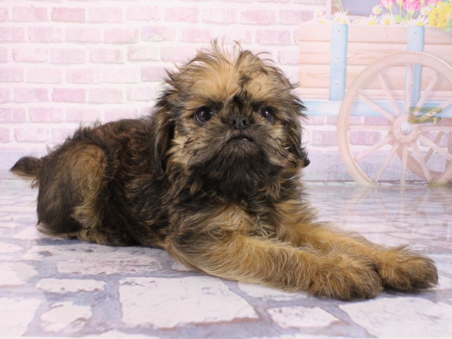 兵庫県のブリュッセルグリフォン (Coo&RIKU姫路店/2026年1月6日生まれ/男の子/レッド)の子犬の2枚目の画像