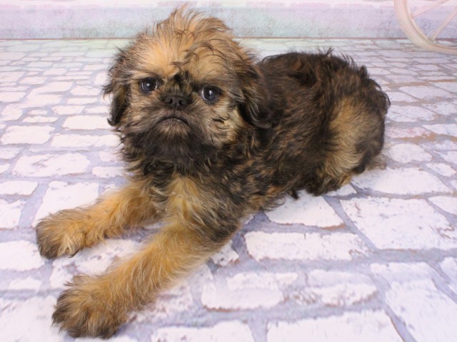 兵庫県のブリュッセルグリフォン (Coo&RIKU姫路店/2026年1月6日生まれ/男の子/レッド)の子犬の3枚目の画像