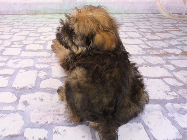 兵庫県のブリュッセルグリフォン (Coo&RIKU姫路店/2026年1月6日生まれ/男の子/レッド)の子犬の4枚目の画像