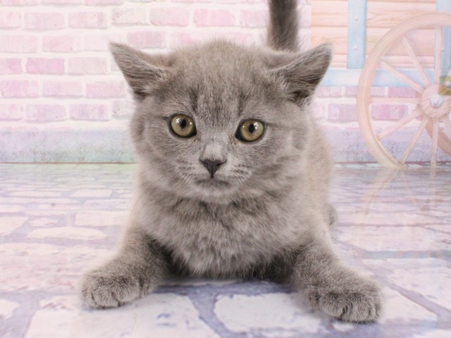 兵庫県のマンチカン (Coo&RIKU姫路店/2026年1月17日生まれ/男の子/ブルー)の子猫の1枚目の画像