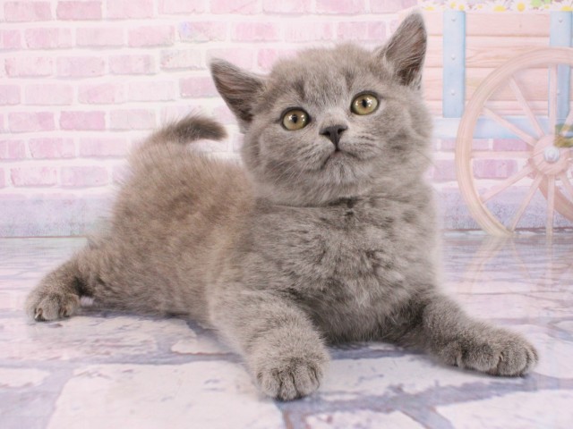 兵庫県のマンチカン (Coo&RIKU姫路店/2026年1月17日生まれ/男の子/ブルー)の子猫の2枚目の画像