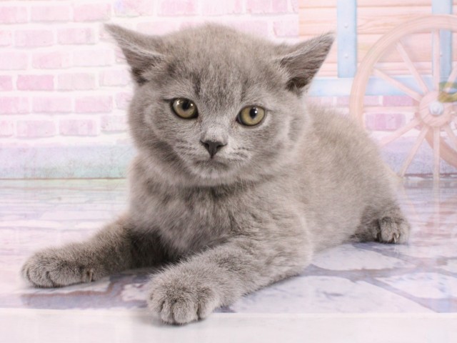 兵庫県のマンチカン (Coo&RIKU姫路店/2026年1月17日生まれ/男の子/ブルー)の子猫の3枚目の画像