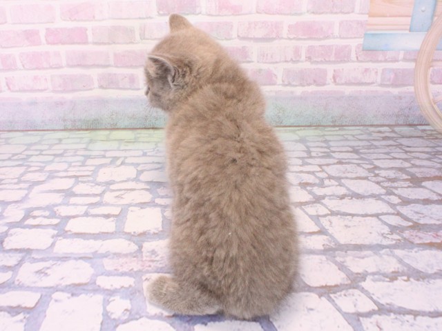 兵庫県のマンチカン (Coo&RIKU姫路店/2026年1月17日生まれ/男の子/ブルー)の子猫の4枚目の画像