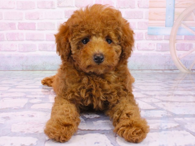 大阪府のトイプードル(トイ) (Coo&RIKU枚方店/2026年1月4日生まれ/男の子/レッドフォーン)の子犬