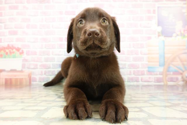 埼玉県のラブラドールレトリーバー (Coo&RIKUアニマルケアセンター大宮/2026年1月14日生まれ/男の子/チョコレート)の子犬の1枚目の画像