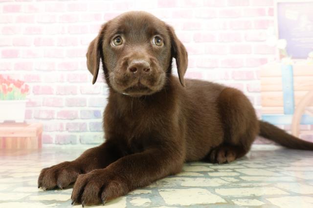 埼玉県のラブラドールレトリーバー (Coo&RIKUアニマルケアセンター大宮/2026年1月14日生まれ/男の子/チョコレート)の子犬の2枚目の画像