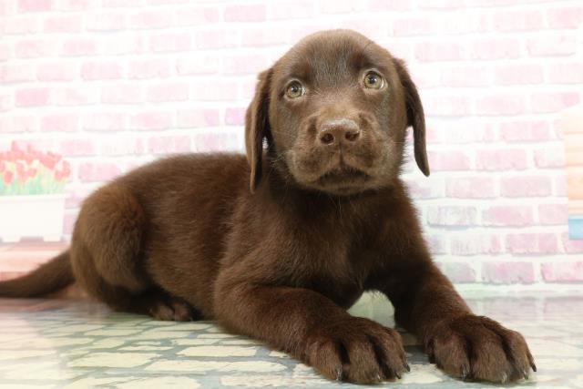 埼玉県のラブラドールレトリーバー (Coo&RIKUアニマルケアセンター大宮/2026年1月14日生まれ/男の子/チョコレート)の子犬の3枚目の画像